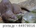カワウソ 44978016