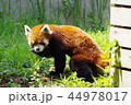 レッサーパンダ 44978017