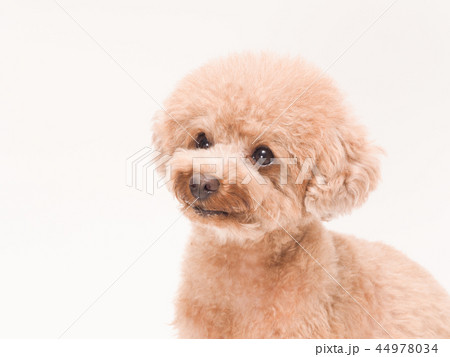 お座りして笑うトイプードル 44978034