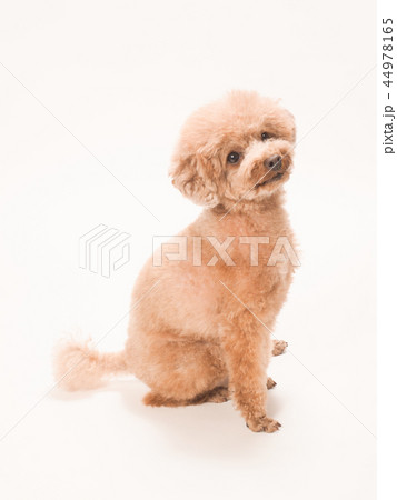 お座りして笑うトイプードル 44978165