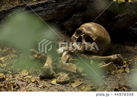 Skull and bones digged in the pit with old timbers Skull and bones digged in the pit with old timbers 44978308