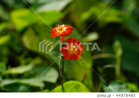朱色で綺麗なマルバルコウソウの花 44978485