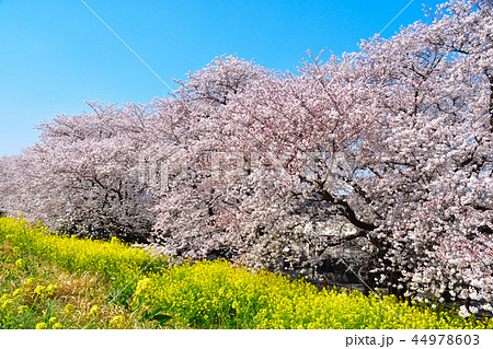 桜景　熊谷桜堤 44978603
