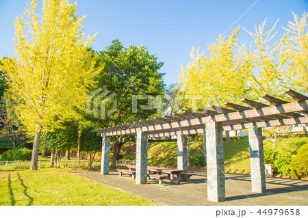 銀杏並木 44979658