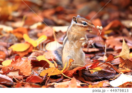 木の実を食べるエゾシマリス 木の実を食べるエゾシマリス 44979813