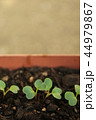 二十日大根の双葉 44979867