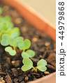 二十日大根の双葉 44979868
