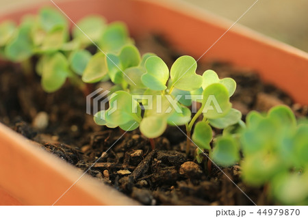 二十日大根の双葉 二十日大根の双葉 44979870