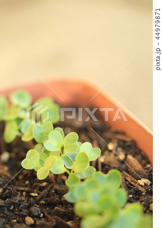 二十日大根の双葉 44979871