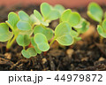 二十日大根の双葉 44979872