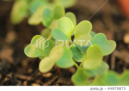 二十日大根の双葉 44979873
