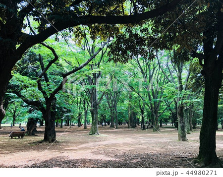 緑の公園 緑の公園 44980271