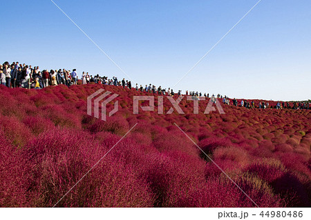 コキア　紅葉　青空　観光客 44980486