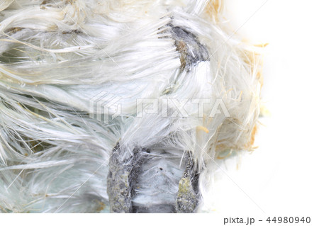 unknown asbestos mineral 44980940