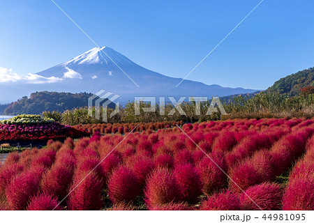 山梨県 大石公園 富士山とコキア 山梨県 大石公園 富士山とコキア 44981095