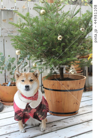柴犬のクリスマス 柴犬のクリスマス 44981108