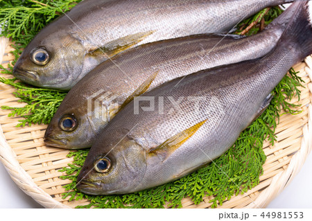 イサキ　食材 44981553