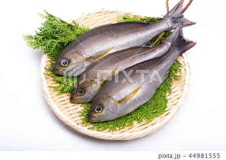 イサキ 食材 イサキ 食材 44981555
