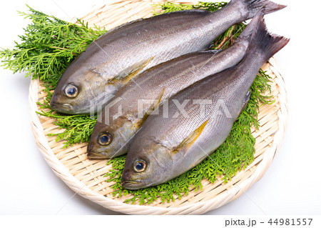 イサキ　食材 44981557