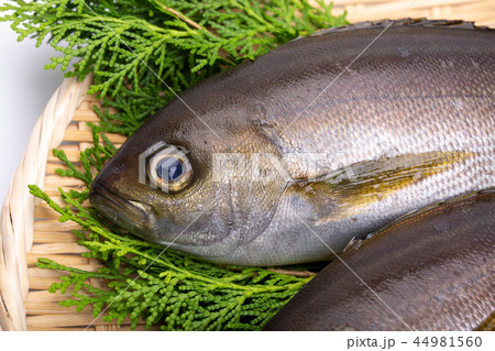 イサキ　食材 44981560