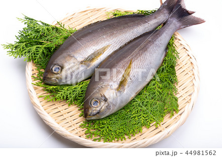 イサキ　食材 44981562