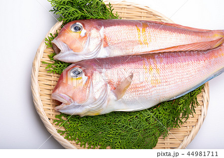 甘鯛　食材 44981711