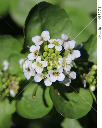 クレソンの花の写真素材