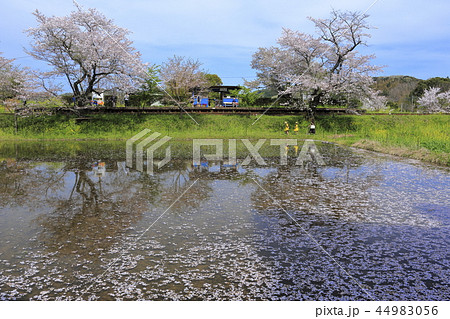 双子の姉妹が桜並木の下を気持ちよく散歩中 双子の姉妹が桜並木の下を気持ちよく散歩中 44983056