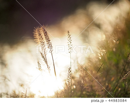 チカラシバ チカラシバ 44983084