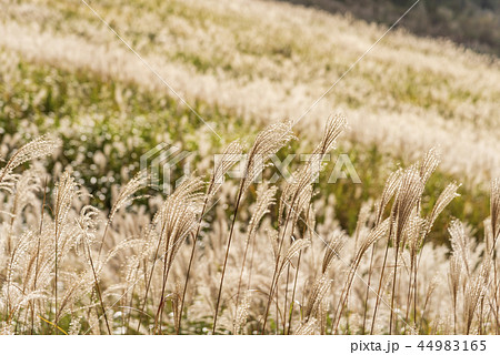 金色に輝くすすき 44983165