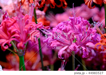 ダイヤモンドリリー 44983527