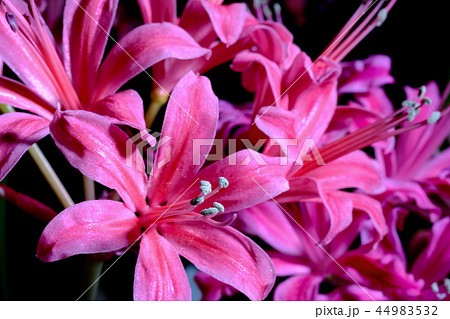 ダイヤモンドリリー 44983532