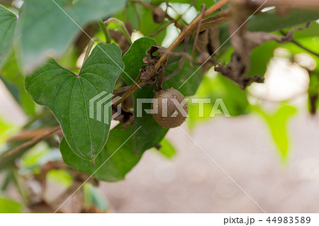 ムカゴ（10月） 44983589