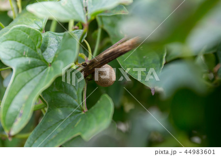 ムカゴ（10月） 44983601