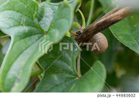 ムカゴ（10月） 44983602