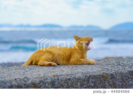 あくび猫 あくび猫 44984066