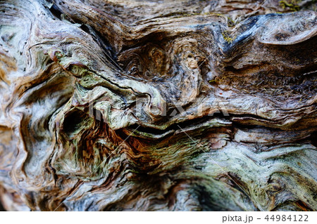皇海山の樹皮 44984122
