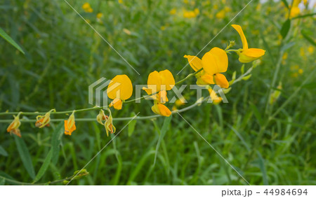 sunhem plant sunhem plant 44984694