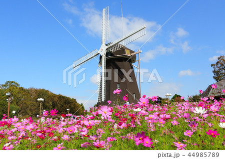 鶴見緑地公園のコスモス(大阪市) 鶴見緑地公園のコスモス(大阪市) 44985789