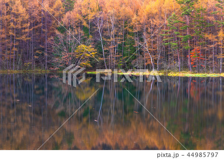 御射鹿池の紅葉 御射鹿池の紅葉 44985797