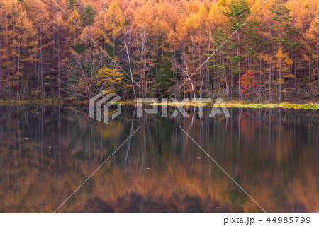 御射鹿池の紅葉 44985799