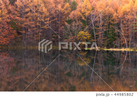 御射鹿池の紅葉 44985802