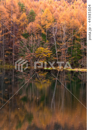 御射鹿池の紅葉 44985804