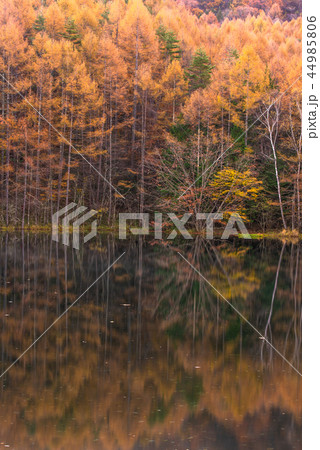 御射鹿池の紅葉 44985806