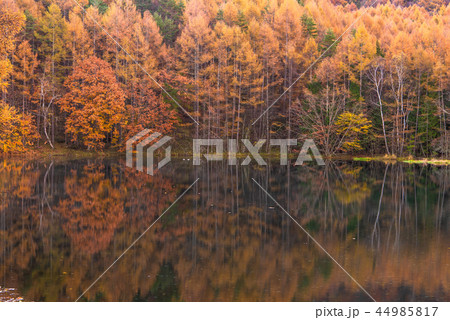 御射鹿池の紅葉 44985817