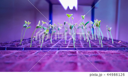 The young seedlings of cucumbers in tray. The young seedlings of cucumbers in tray. 44986126