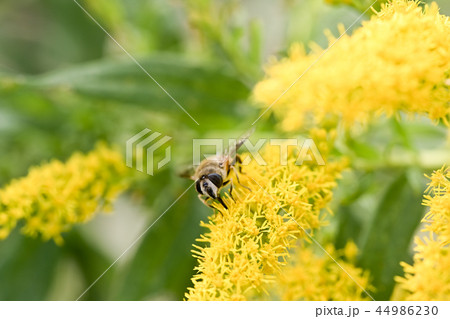 ハナアブ 44986230