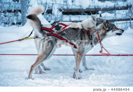 Two husky dogs in sled gear in Finnish Lapland Two husky dogs in sled gear in Finnish Lapland 44986494