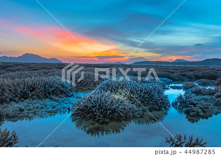 scenery sunrise above coral forest in Rawai sea  44987285
