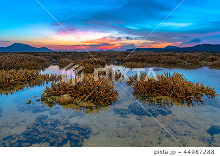 scenery sunrise above coral forest in Rawai sea scenery sunrise above coral forest in Rawai sea 44987288